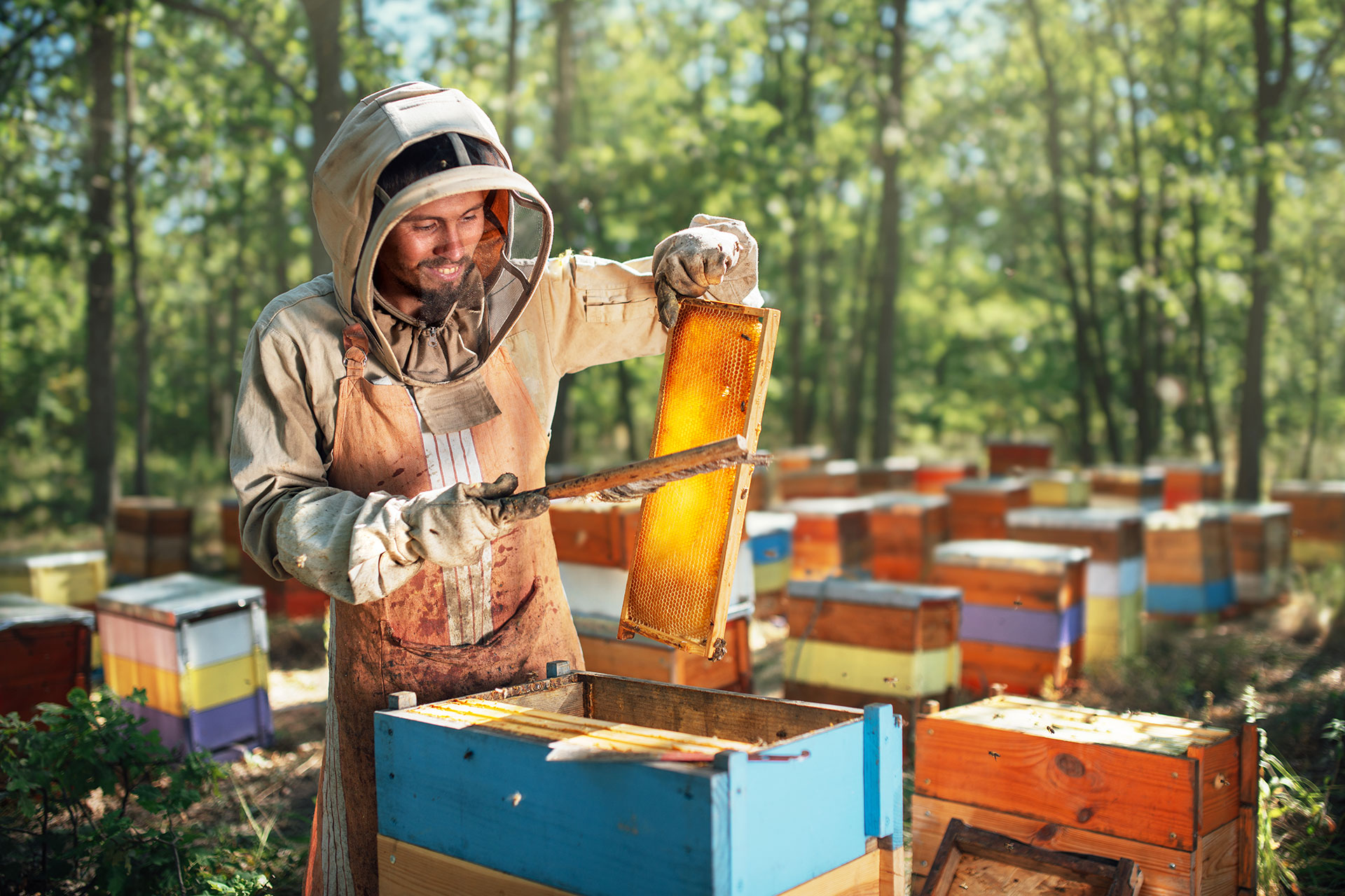 the beekeeper uses a bee brush the process of har 2022 01 18 23 45 28 E6HA8BP